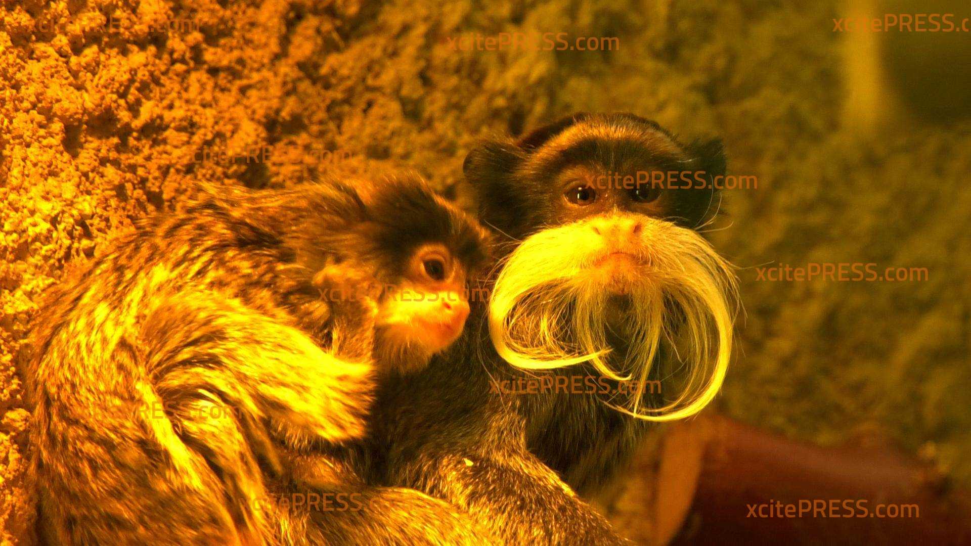 Gut gestylter Zoo-Nachwuchs kommt bei Besuchern richtig gut an: „Wie ein kleiner Weihnachtsmann. Süß!