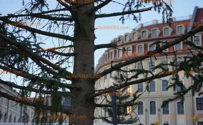 Hässlichster Weihnachtsbaum Deutschlands? „Ich bin erstmal erschrocken