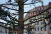 Hässlichster Weihnachtsbaum Deutschlands? „Ich bin erstmal erschrocken" - Vor der weltbekannten Dresdner Frauenkirche steht jetzt eine ziemlich lichte Fichte: Touristen und Einheimische belustigen sich über den Weihnachtsbaum und schütteln den Kopf, trotzdem ist die Vorfreude auf Weihnachten bei den Dresdnern ungebremst