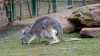 „Blinder Passagier" im Dresdner Zoo! Niemand ahnte etwas von diesem niedlichen Känguru-Baby- Mama Ronja brachte das Tier aus einem Zoo in Hessen mit, Tierpfleger und Besucher absolut begeistert: „Das ist so niedlich!": Nachwuchs in den Zoo „eingeschleust", das Kleine versteckte sich monatelang im Beutel