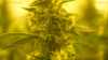 Deutschlands größter Cannabis-Produzent: "Wir warten auf den Legalisierungs-Startschuss!", unzählige Cannabis-Pflanzen werden geerntet und verarbeitet (ON TAPE), höchste Sicherheits- und Hygienevorkehrungen - "Wir könnten mehr anbauen, dürfen aber nicht!": ausführliche Beitragsbilder mit (situativen) O-Tönen, Schnittbilder und viel Material von Cannabis-Pflanzen und Plantagen