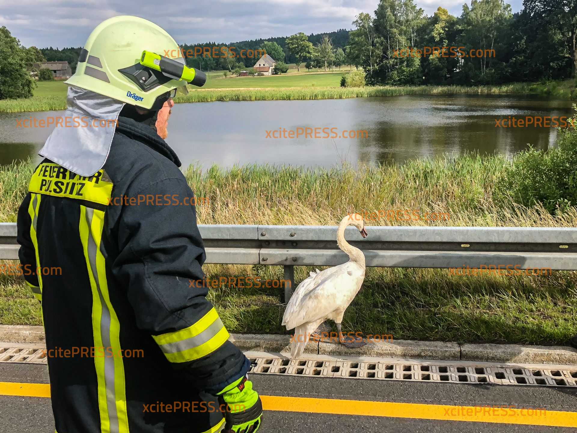 Feuerwehr rettet verletzten Schwan von der Autobahn: Niemand fühlt sich für das Tier zuständig