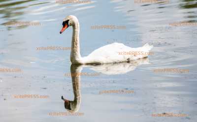 Autobahn-Schwan scheint es wieder gut zu gehen: Vogel planscht fröhlich in seinem Heimat-Teich