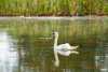 Autobahn-Schwan scheint es wieder gut zu gehen: Vogel planscht fröhlich in seinem Heimat-Teich