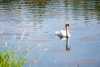 Autobahn-Schwan scheint es wieder gut zu gehen: Vogel planscht fröhlich in seinem Heimat-Teich