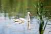 Autobahn-Schwan scheint es wieder gut zu gehen: Vogel planscht fröhlich in seinem Heimat-Teich