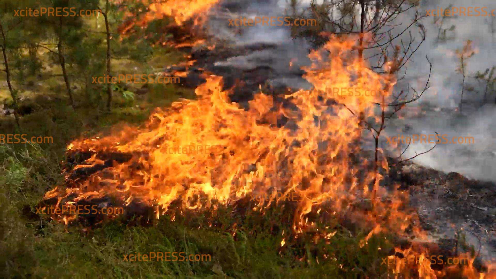 Großbrand in Brandenburg – Ort evakuiert: Zwischen Babben und Breitenau wütet ein Waldbrand – Kleinbahren evakuiert