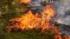 Großbrand in Brandenburg – Ort evakuiert: Zwischen Babben und Breitenau wütet ein Waldbrand – Kleinbahren evakuiert