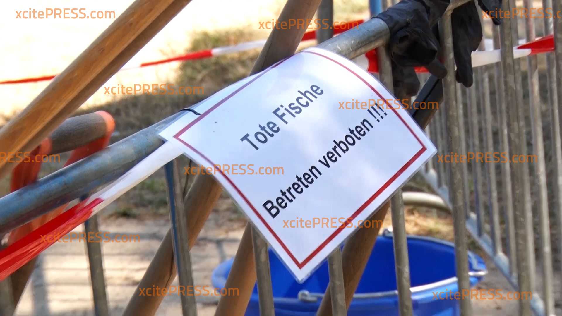 Wegen der Hitze: Massenhaftes Fischesterben am Silbersee: Gesundheitsamt rät derzeit vom Baden ab