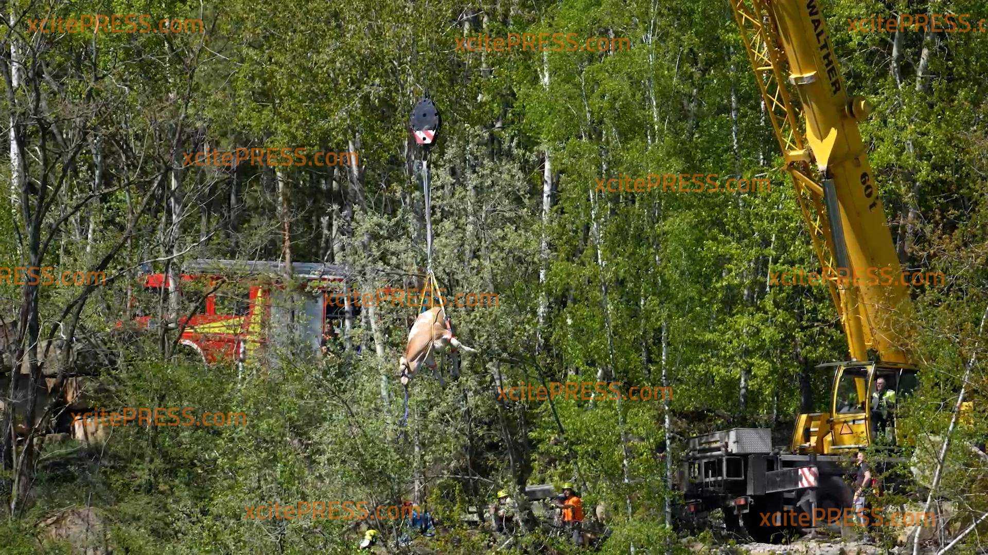 Spekta-KUH-läre Rettungsaktion!: Kuh Luise hängt in der Steilwand - braucht Feuerwehr und einen Tierarzt, um wieder festen Boden unter die Hufen zu bekommen