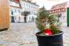 Sturm lässt Pulsnitzer Weihnachtsbaum umkippen: "Krüppelfichte" wird durch Mini-Tanne ersetzt