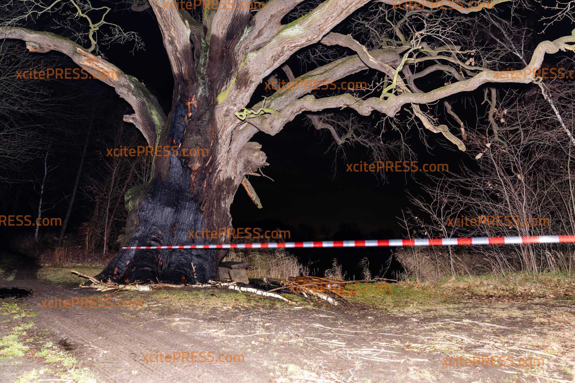 Brandanschlag auf Naturdenkmal: Einer der ältesten Bäume  innerhalb weniger Tage das zweite Mal in Brand gesteckt