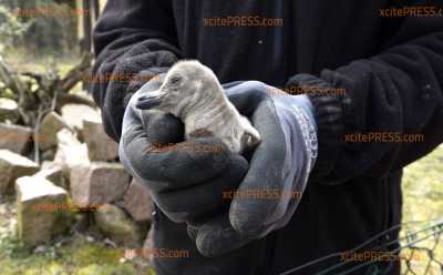 Tierparks und Zoos ohne Besucher! Tierischer Nachwuchs in der Corona-Krise ohne Streicheleinheiten: 