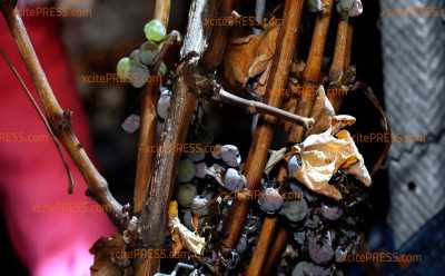 Frostige Rarität: Sächsische Winzergenossenschaft liest Eiswein bei Minusgraden: Besondere Seltenheit seit 2002 ohne 