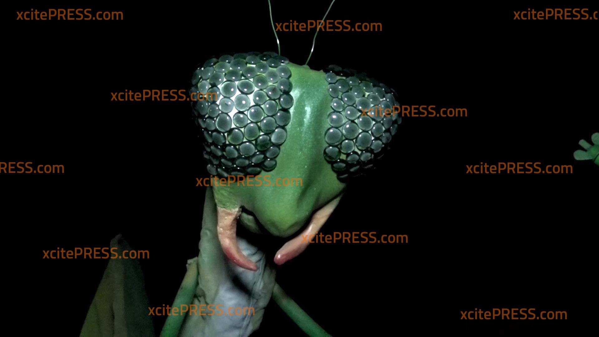 Unbekannte Künstler erneut in Landeshauptstadt am Werk: Riesen-Gottesanbeterin steht am Albertplatz: Nach 