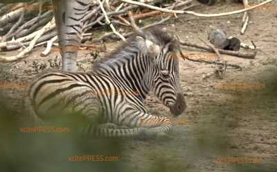 Zebra-Nachwuchs im Zoo Dresden: Django ist erstes männliches Jungtier nach drei Schwestertieren