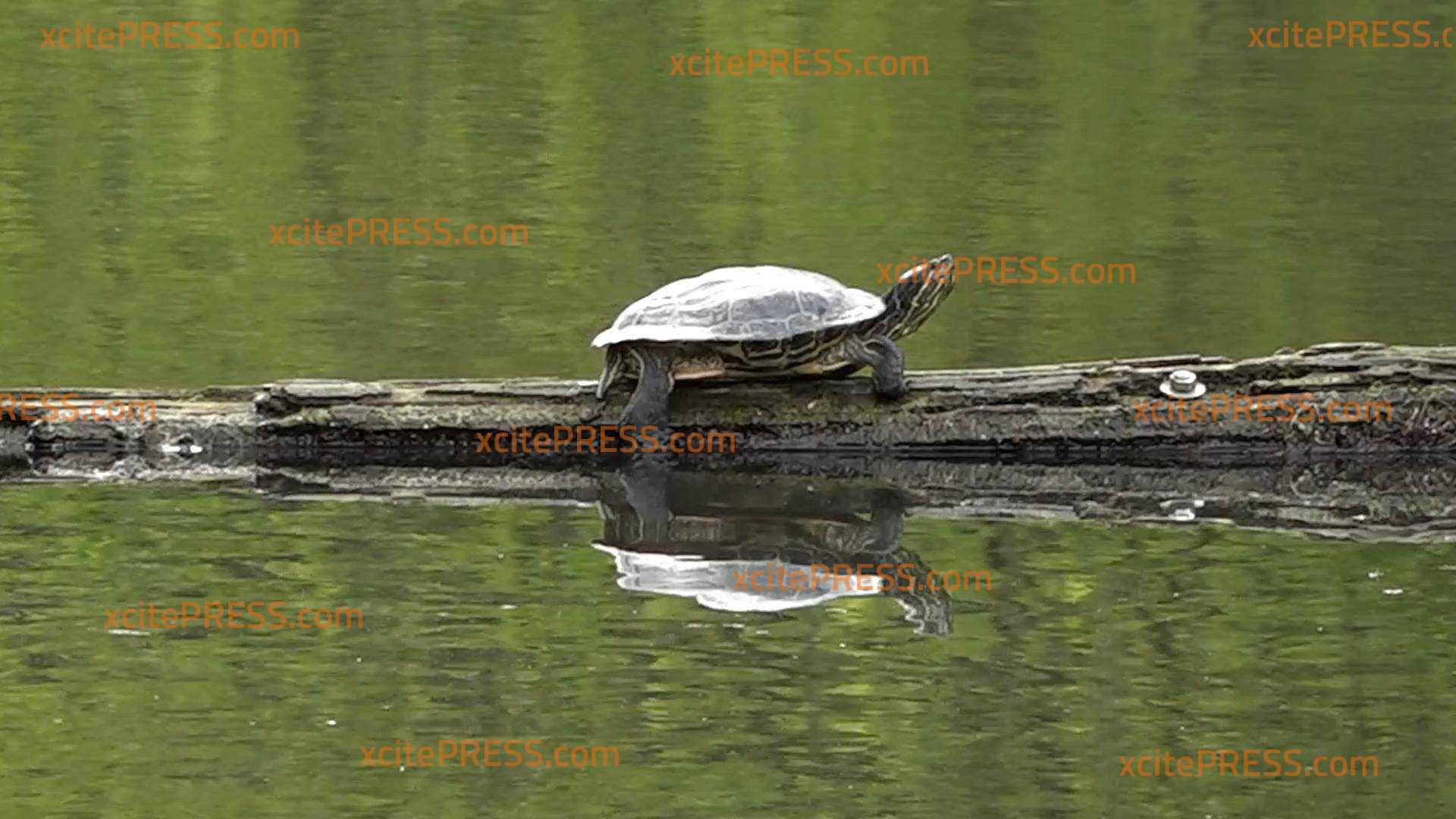 Schildkröten-Alarm im Großen Garten: Drei Riesenkröten leben am Carolasee: Offenbar ausgesetzte Tiere von Haustierbesitzern