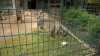 Seltener Zoo-Nachwuchs! Endlich wieder ein "Chinesischer Goral" in Dresden: Zucht der gefährdeten Art klappte erstmals nach sieben Jahren