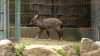 Seltener Zoo-Nachwuchs! Endlich wieder ein "Chinesischer Goral" in Dresden: Zucht der gefährdeten Art klappte erstmals nach sieben Jahren