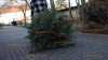 Weihnachtsbaum ausgedient: Wohin mit dem Christbaum nach dem Fest?: Container nach dem Jahreswechsel reichlich gefüllt