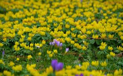 Tausende Frühlingsblüher werden zu beliebten Fotospot: Krokusse trotzen schlechtem Wetter und Sturmtief