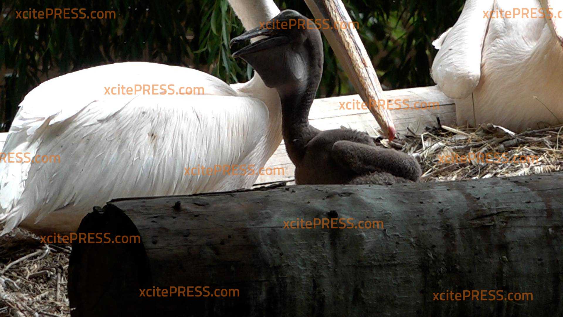 Erster Pelikan-Nachwuchs überhaupt im Zoo Dresden! Großer Erfolg für die Tierpfleger: Endlich hat es geklappt... Pfleger hofften seit Jahren auf Nachwuchs