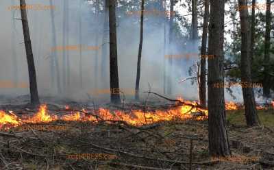 Feuer breitet sich weiter aus - Mittlerweile knapp 70 Hektar Wald in Flammen: Lage bleibt dynamisch, weitere Kräfte werden immer wieder hinzugezogen