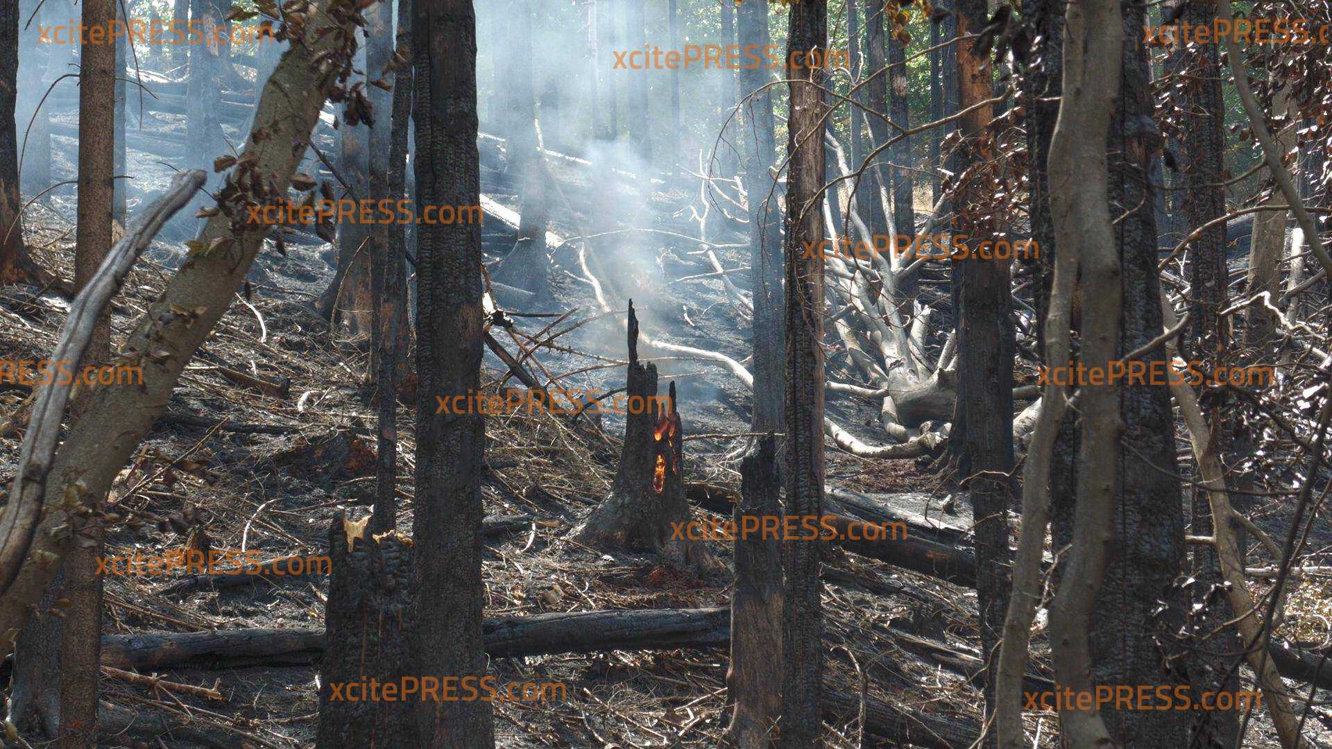 Waldbrand in Böhmischer Schweiz unter Kontrolle: Mehr als 1000 Kräfte kämpfen trotzdem weiter gegen Glutnester